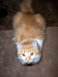 Our cat, Pumpkin, looking up at the camera from a crouching position.